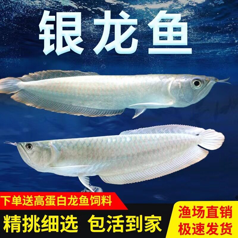 龙鱼银龙鱼活鱼苗七彩红眼黄化热带观赏鱼银龙大型练手白子银龙中