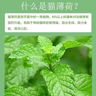猫薄荷粉罐装水可食用高猫纯度薄荷粉末猫化毛球猫草清口气喝螺茗
