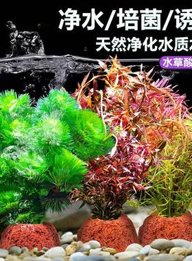 草火hbn-sxsc山石水物鱼造景专用水培阴性蜈蚣草绿菊真缸草植增氧