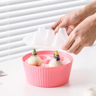 郁金香种水培盆专用种水培花器盆风信子洋水仙子三孔五孔懒人花球