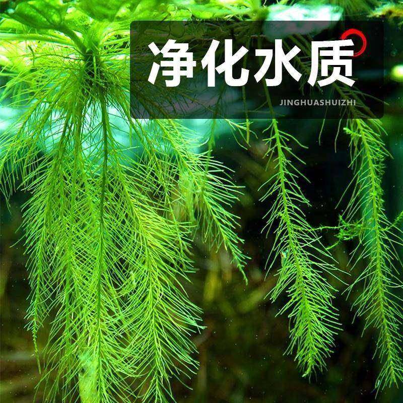 圆心萍浮萍水草植鱼缸造漂景水培水芙蓉425452净水质鱼虾龟物缸浮,鲜花速递/花卉仿真/绿植园艺,水生植物,淘宝优惠券,粉丝福利购,淘宝优惠卷