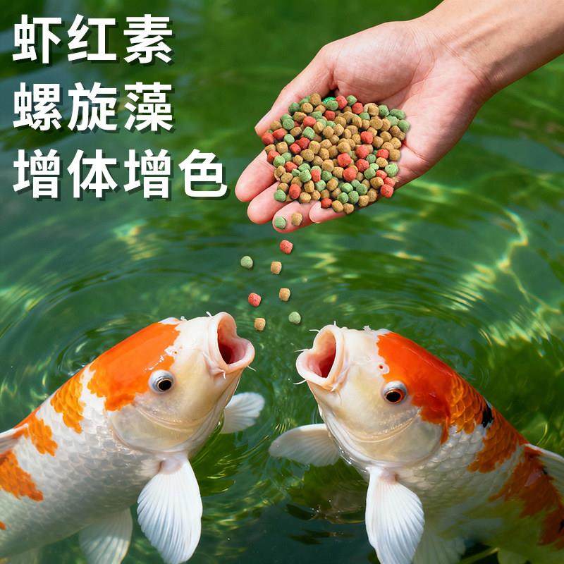 鱼鱼小食观赏锦鲤增色鱼粮漂浮颗粒观赏鱼通不浑水专用鱼鱼饲料金,宠物/宠物食品及用品,观赏鱼饲料,淘宝优惠券,粉丝福利购,淘宝优惠卷