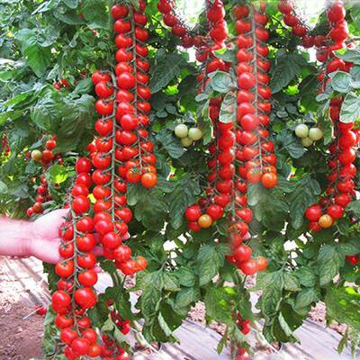 千瀑布小番茄种孑圣女果番红茄种子阳桃台6BjhXoP9盆栽四季种禧樱