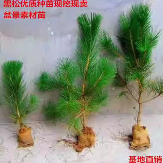 黑松树苗盆景素材苗荒山复绿松树苗松柏四季常青耐寒耐旱日本黑松