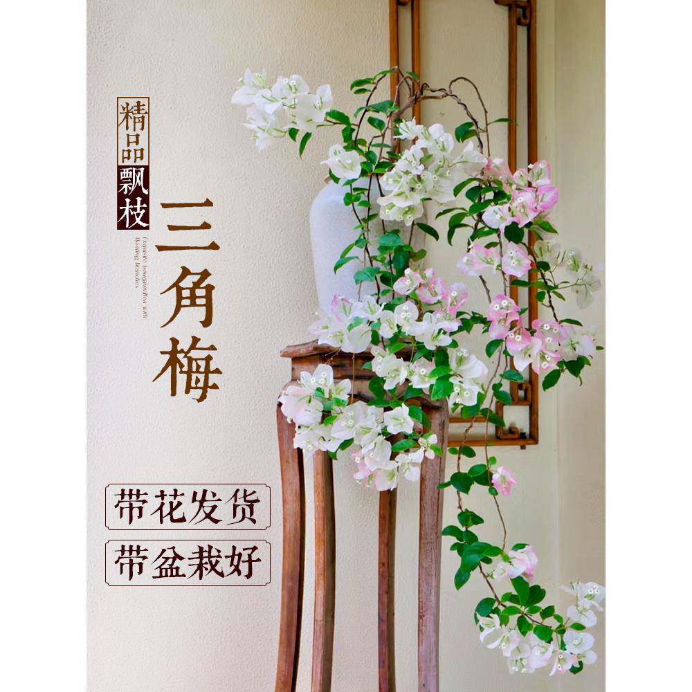 三角梅盆栽矮桩带花苞苗红绿樱紫飘枝造型室内阳台客厅开花卉植物