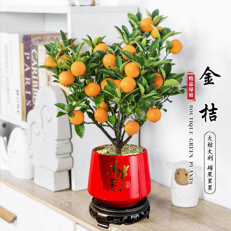 四季金桔盆栽带果可食用办室内客厅桌面绿植阳台植物四季观赏盆景