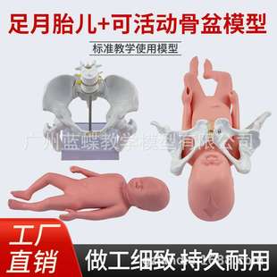 新生足月胎儿分娩助产示教模型妇产科可活动女性骨盆妊娠演示教具