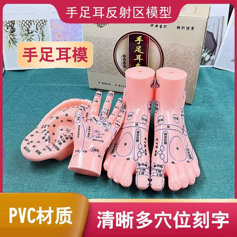 伊冉香约手足耳按摩模型足底反射区穴位按摩脚足底大字体教学模型