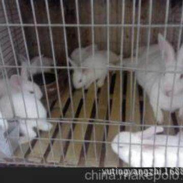 兔笼子母兔笼动物养殖用品笼子配件兔笼配件