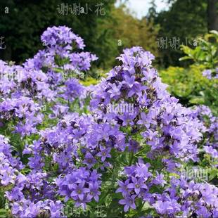 谢谢小花高大风铃草宿根植物蓝花粉花多年生好养耐寒花园花卉