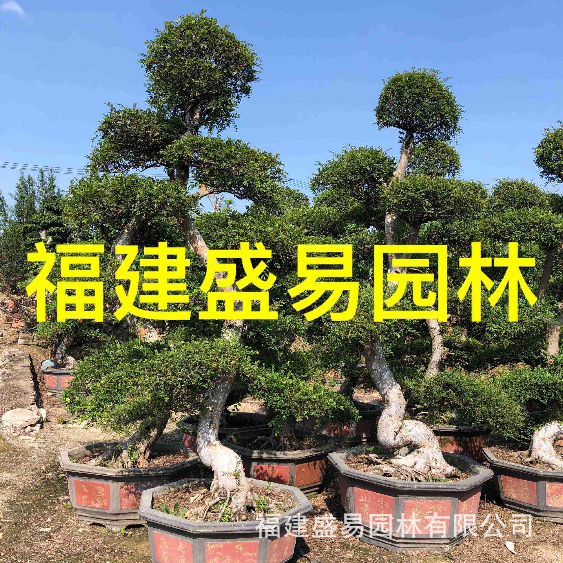 造型榔榆桩头供应榆树盆景报价江苏榆树桩榆树桩基地