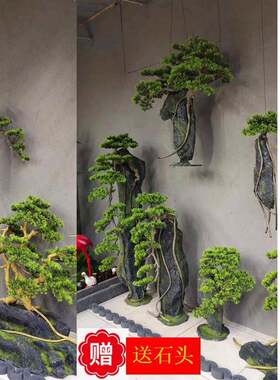 仿真抱石头松树马尾油白皮罗汉华大五针红赤黑黄山云南金钱樟子雪