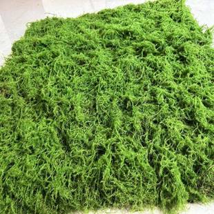 丝边珍珠棉植绒毛黑底苔藓地毯永生青苔墙园林文化馆软装沙盘造景