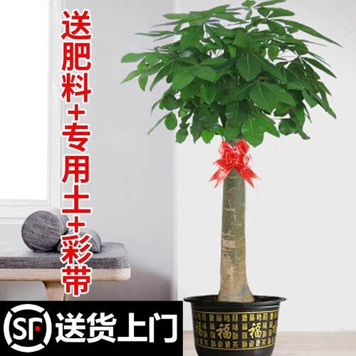发财树盆栽大棵室内摆客厅大型步步高树绿植物办公室乔迁之满