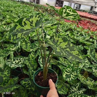 观叶植物小盆栽海芋植物净化空气0.35加仑希洛美人