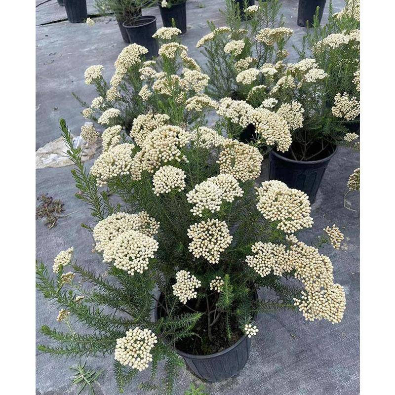 澳洲米花花境植物四川成都园林景观绿化苗木花木盆栽绿植