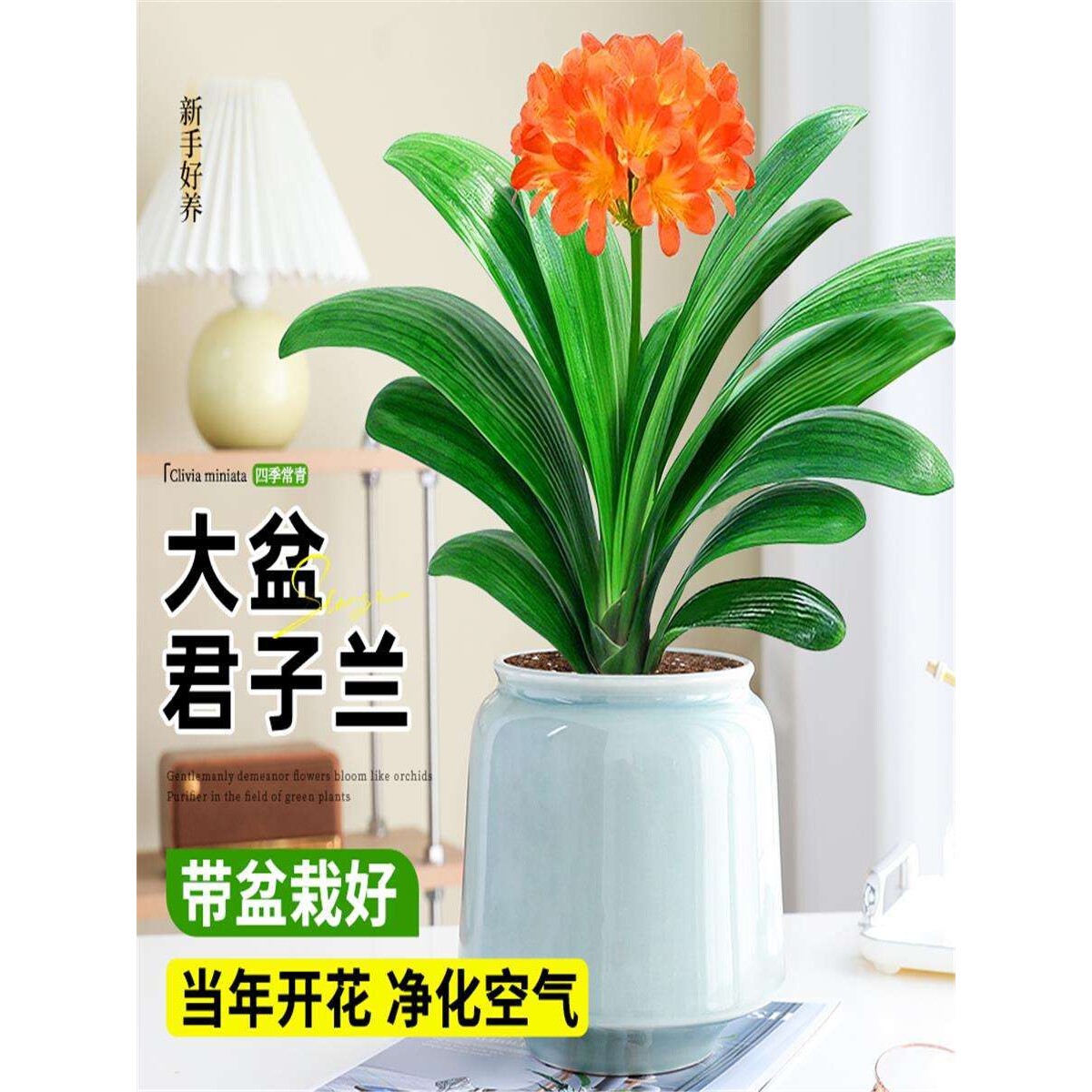 君子兰盆栽带花苞老苗四季常绿室内好养活多肉花卉易活净化绿植物