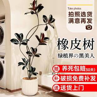 黑金刚橡皮树客厅大盆栽绿植办公室内大型植物落地式大号真花禄植
