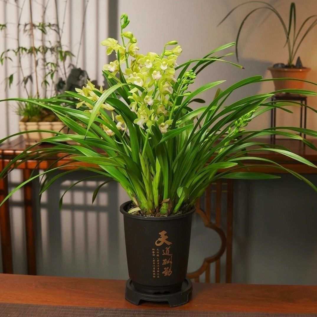 名贵花原盆原土蕙兰浓香型室内易养绿植花卉盆栽报岁兰花