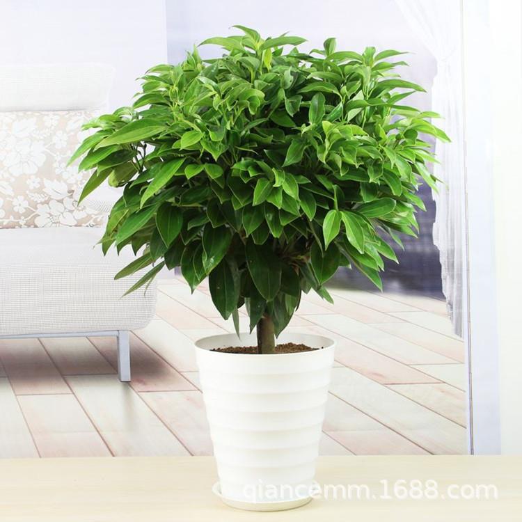 大型绿植平安树盆栽 客厅幸福树四季常青绿色植物花卉办公室 盆栽