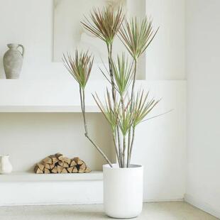 千年木大型盆栽植物七彩铁马尾铁室内办公室客厅北欧真绿植龙血树