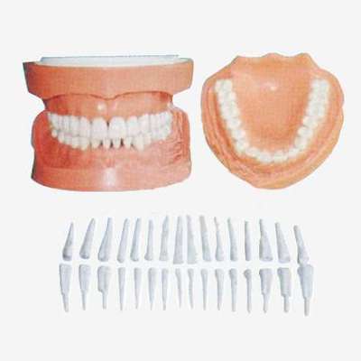 可卸式有根标准牙模型B10029