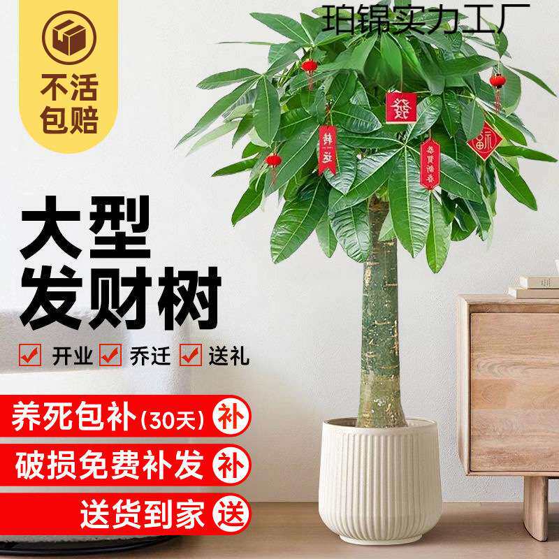发财树大棵客厅大盆栽大招财办公室大型绿植植物花卉好养室内开业