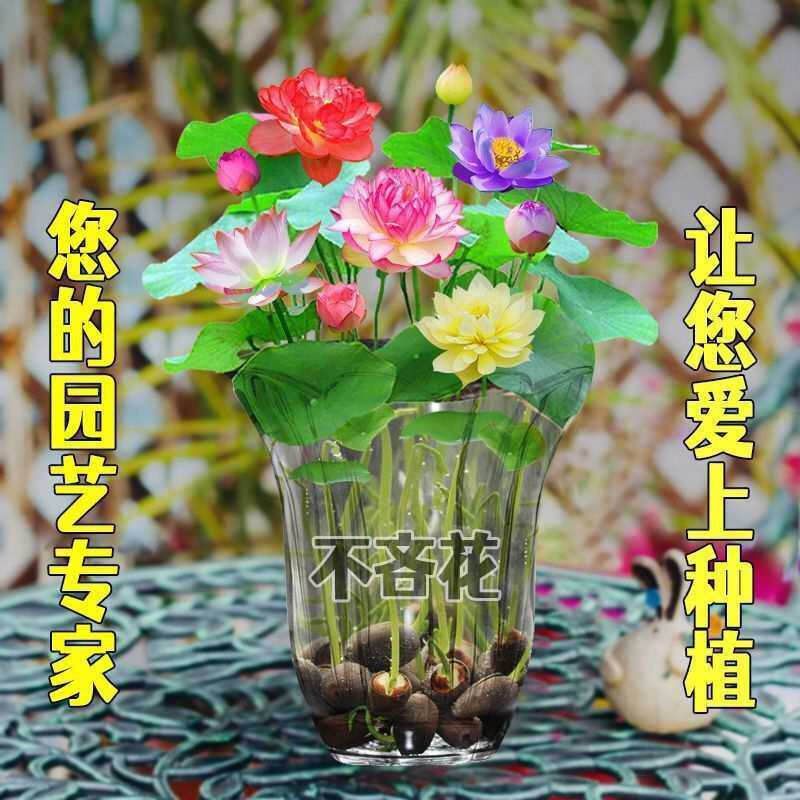 睡莲植物带花苞新鲜发货碗莲种四季开花水养绿荷花盆栽无土花卉