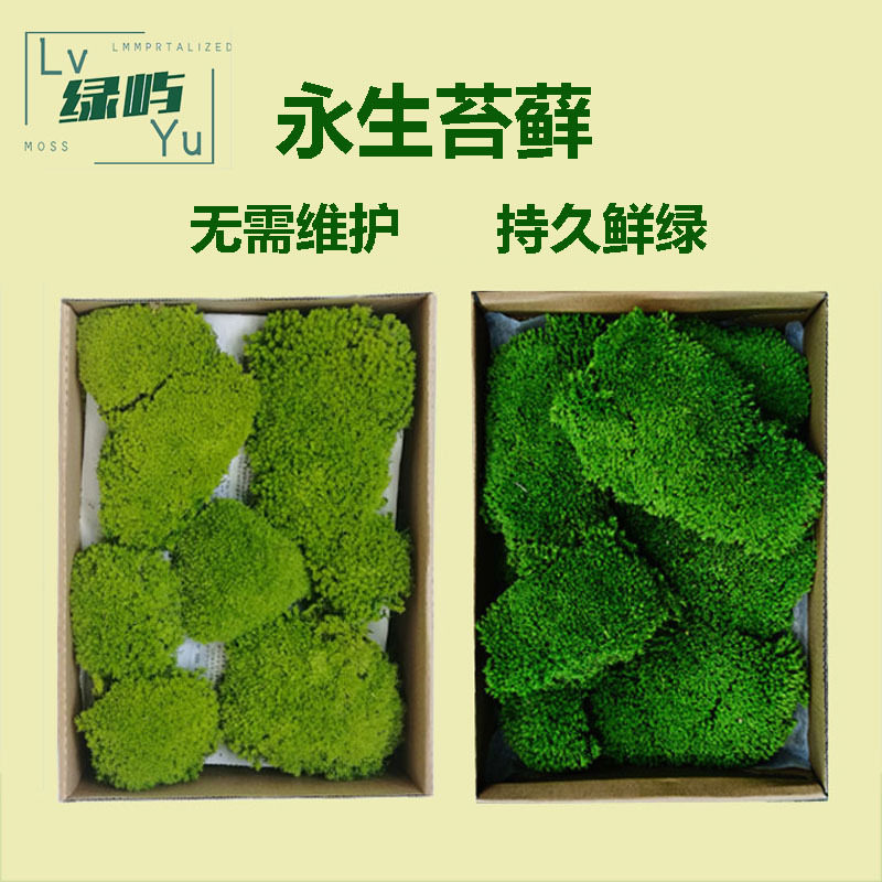 永生苔藓植物墙狭叶白发藓块植被藓干花草坪大羽藓大灰藓永生青苔
