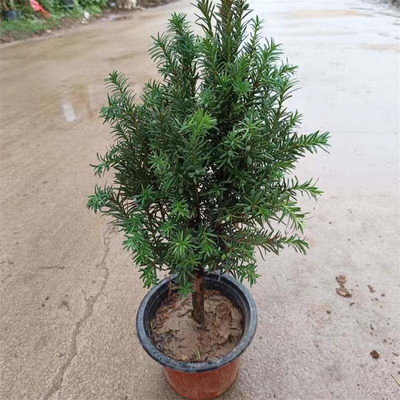 基地曼地亚红豆杉盆栽苗名贵植物别墅庭院室内阳台绿植