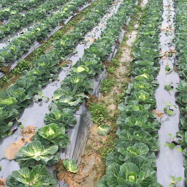 银黑双面地膜除草膜银灰双色地膜反光膜银黑地膜杀虫膜草莓地膜