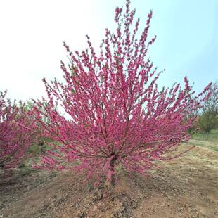 绿化工程苗红叶碧桃8公分10公分基地直发型号齐全碧桃
