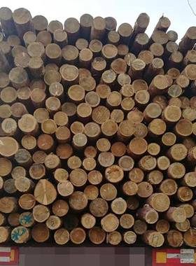 河道驳20296工程岸落叶松木桩用落叶松原圆木