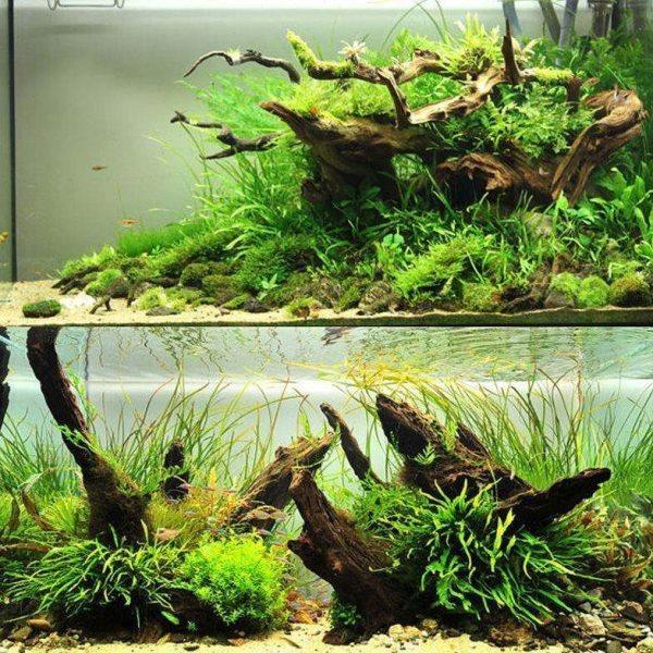 沉木鱼缸造景装饰摆件小号沉木珊瑚木空气凤梨树根树根,家居饰品,户外/庭院摆件,淘宝优惠券,粉丝福利购,淘宝优惠卷