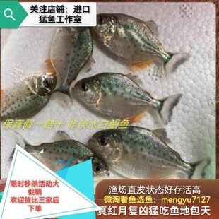 南美亚马孙红文鱼活热带鱼群游淡水凶猛宠物观赏鱼活苗肉食性猛鱼