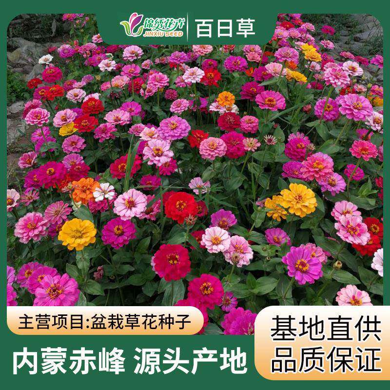 基地直播景观花海重瓣百日草步登高百日菊种籽野花组合