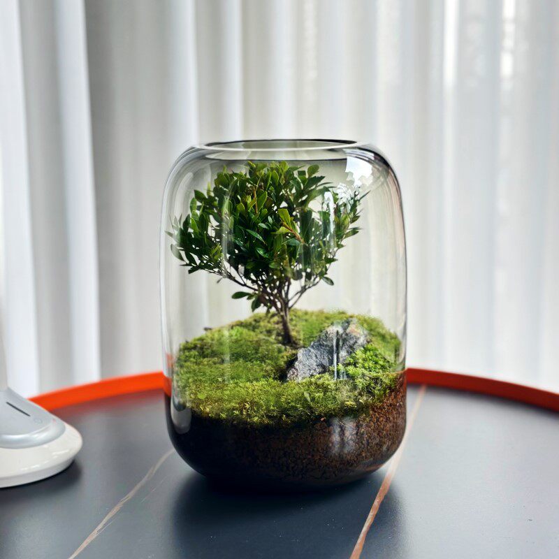 生命之树创意桌面苔藓微景观成品盆景懒人好养鲜活绿植生态瓶盆栽