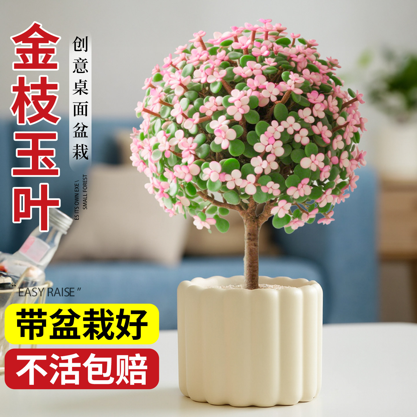 金枝玉叶老桩多肉植物图片