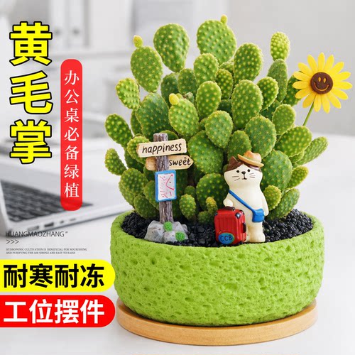 黄毛掌多肉植物仙人掌