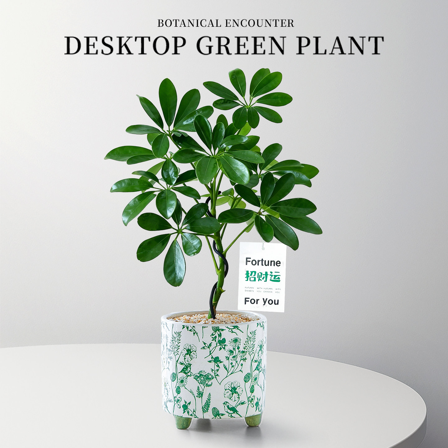 造型鸭脚木盆栽办公室内桌面绿植中式招财植物鹅掌柴净化空气客厅,鲜花速递/花卉仿真/绿植园艺,绿植,淘宝优惠券,粉丝福利购,淘宝优惠卷