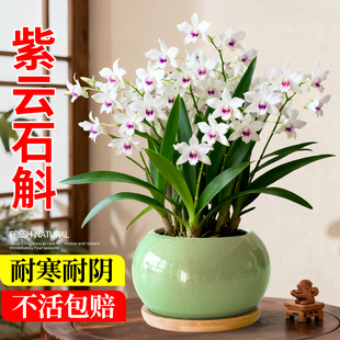 石斛兰紫云室内盆栽办公室桌面花卉绿植淡香兰花盆景植物四季好养