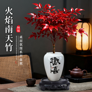 火焰南天竹盆栽室内桌面绿植盆景摆件中式客厅禅意耐寒植物易养活