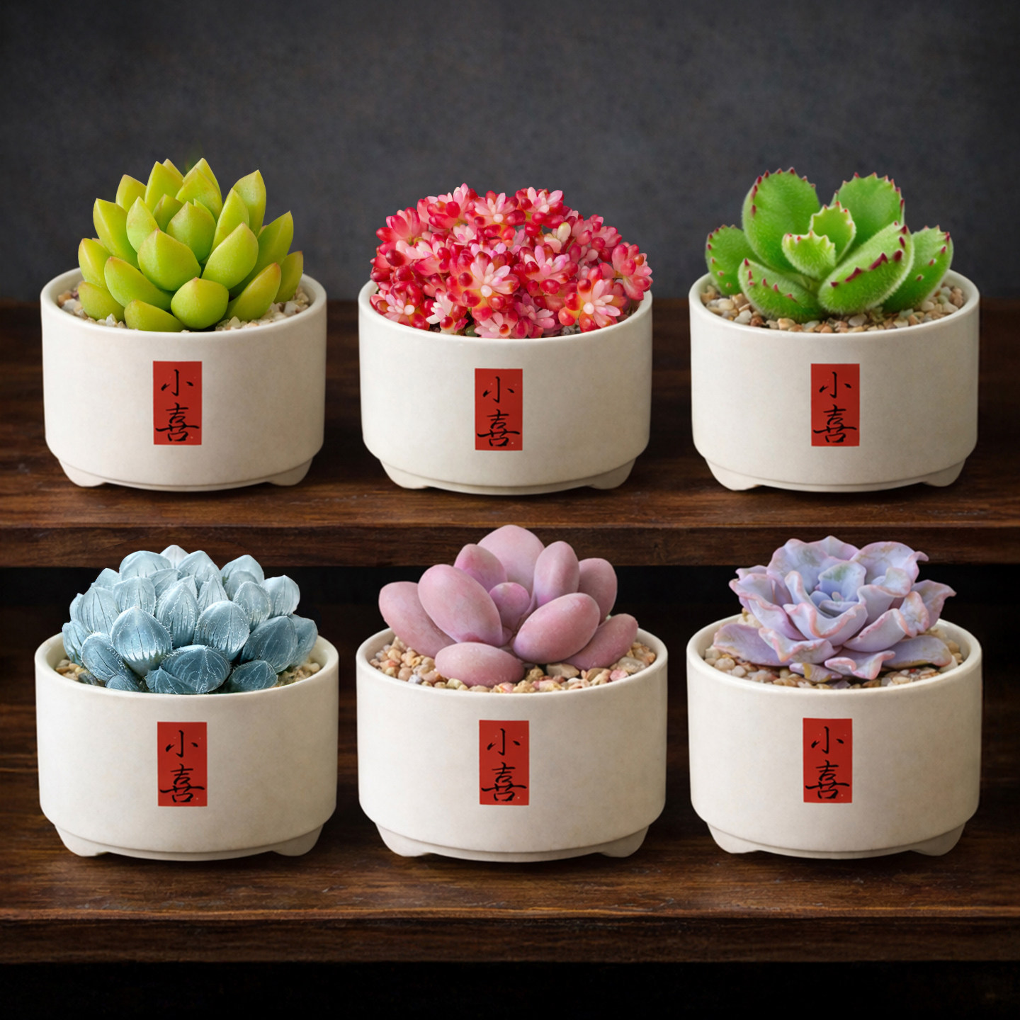 多肉植物组合小盆栽玉露桃蛋老桩仙人球办公室幼儿园室内绿植花卉