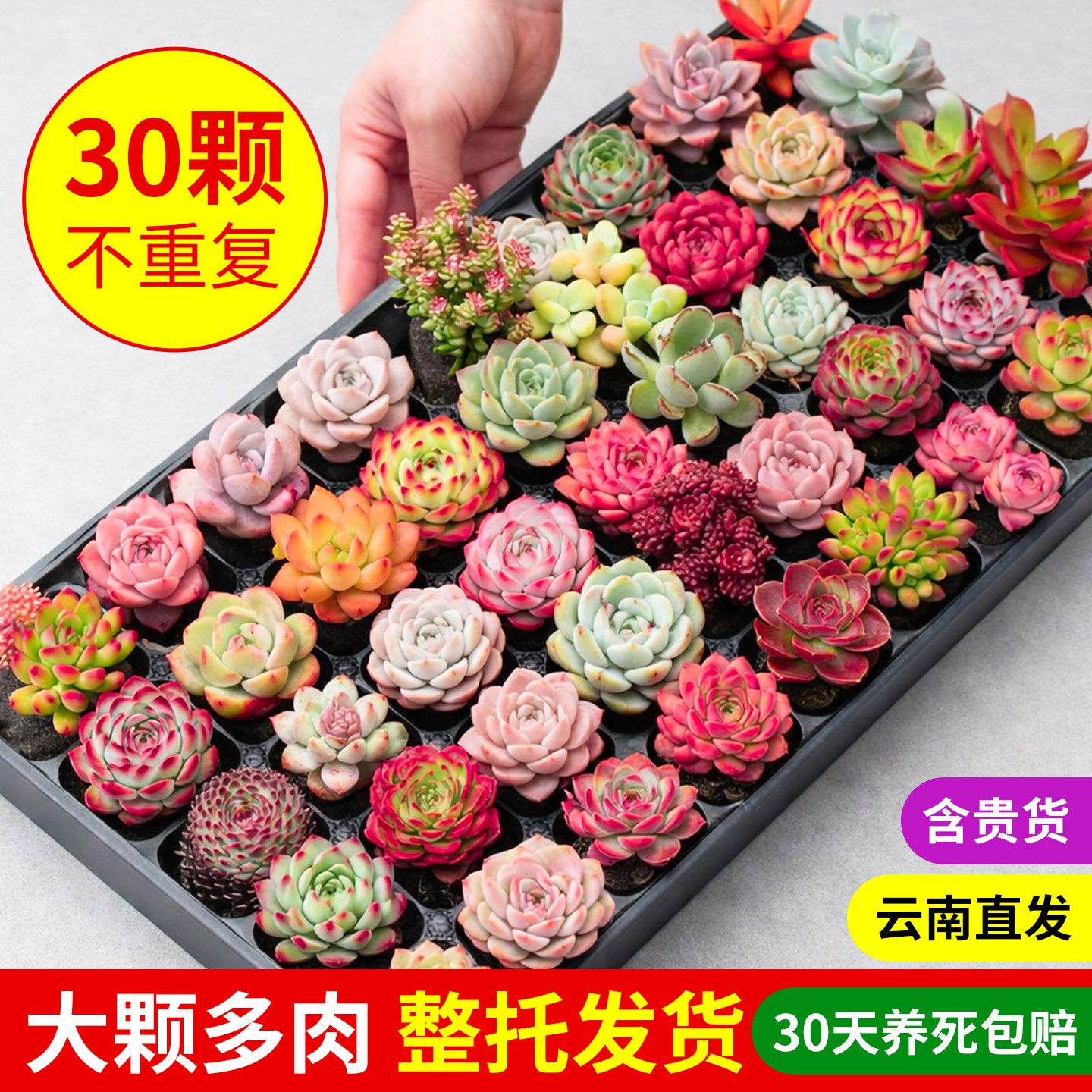 多肉植物室内带盆组合小盆栽带桩大颗好养活花卉绿植阳台新手好养