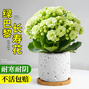 好养活 绿巴黎长寿花小盆栽爆花带花苞办公室桌面绿植室内花卉四季