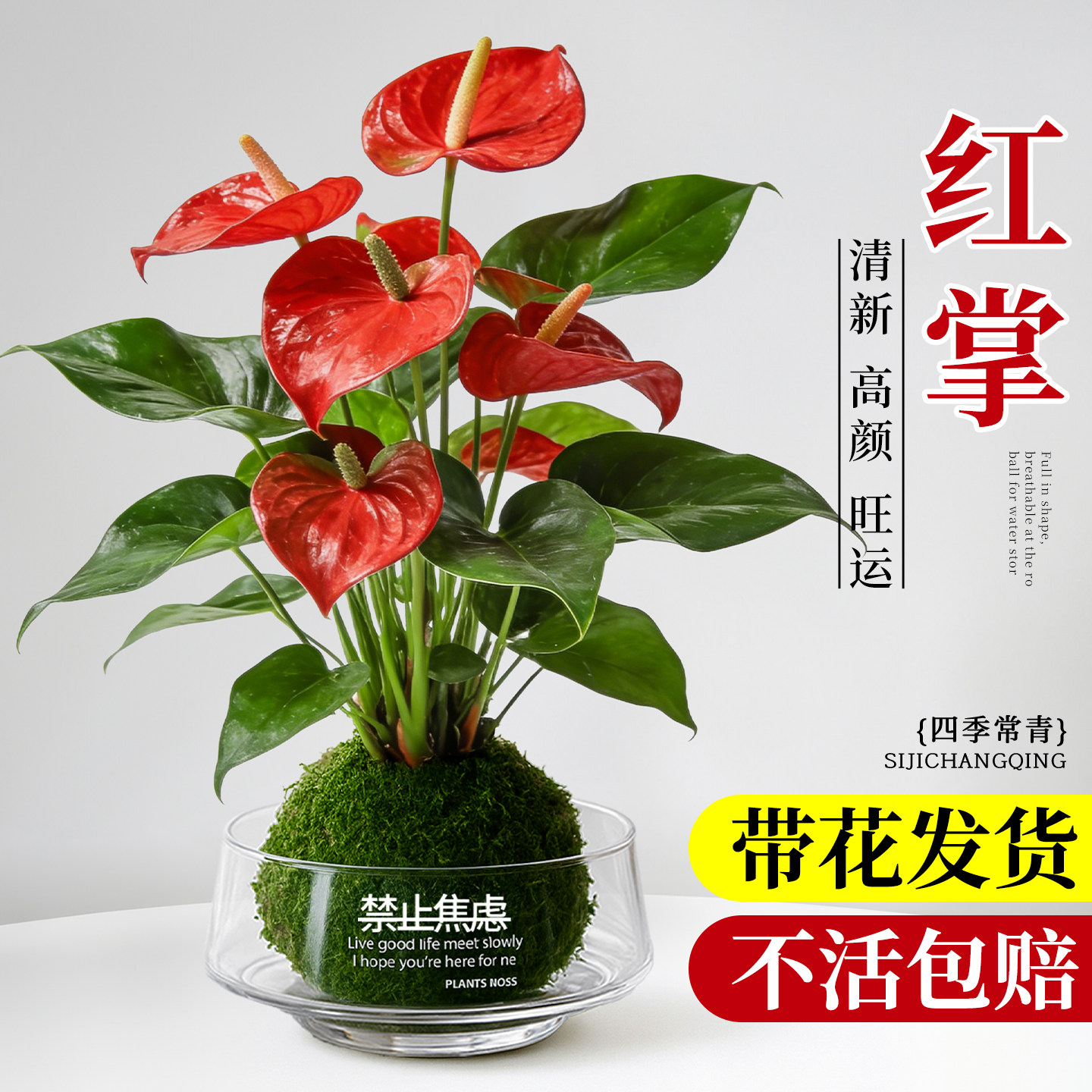 红掌盆栽带花大号客厅水培植物苔藓球室内绿植桌面小盆景四季好养,鲜花速递/花卉仿真/绿植园艺,绿植,淘宝优惠券,粉丝福利购,淘宝优惠卷