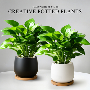 绿萝小盆栽办公室桌面绿植室内盆栽植物家用客厅小绿植摆件四季 好