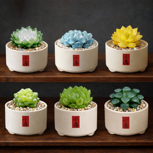 蓝镜玉露多肉植物冰灯霓虹灯稀有绿植室内桌面小盆栽套餐组合好养