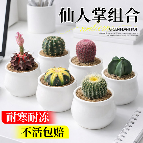 精品仙人球室内小盆栽