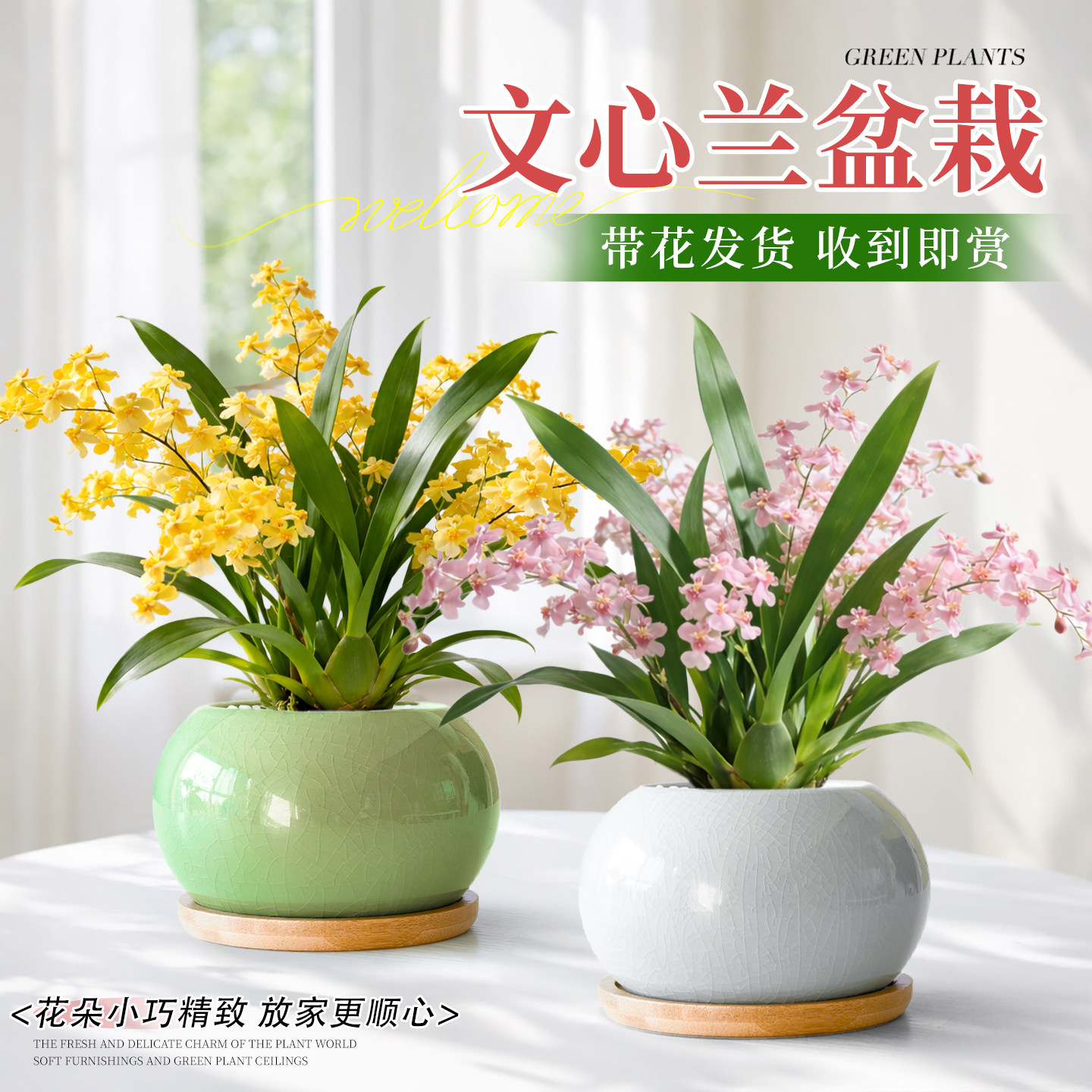 香水文心兰带花苞盆栽浓香型梦香兰花卉绿植物室内办公室桌面盆景